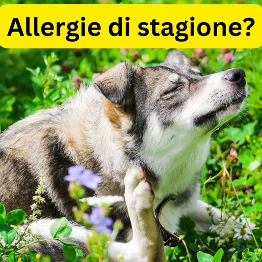 Allergie di stagione? La guida in 5 punti di Dogg Star