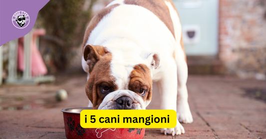 Quali sono i cani più voraci? Occhio a questi 5 (l'ultimo vi sorprenderà)