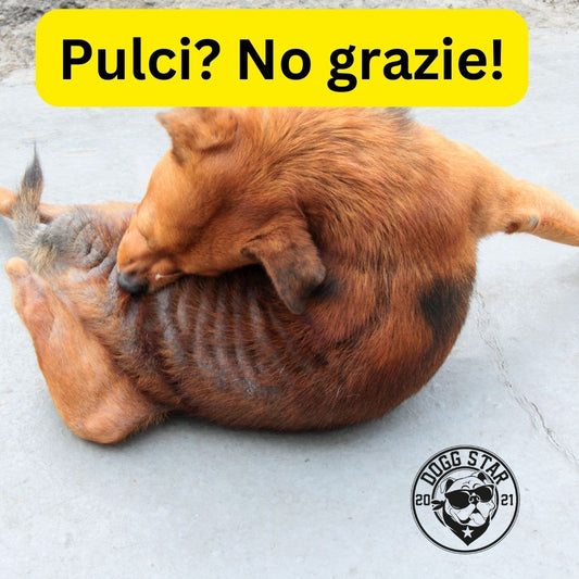 Pulci?? No grazie! La guida di Dogg Star