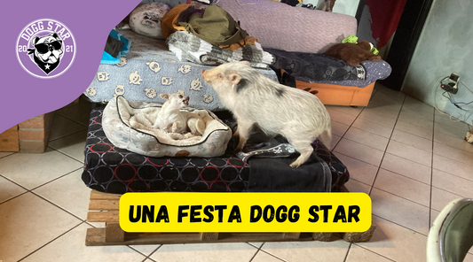 Una festa da vero Dogg Star