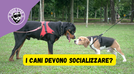 È Veramente Importante Far Socializzare i Nostri Cani?