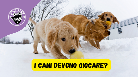 Sono Veramente Importanti i Giochi per i Nostri Cani?