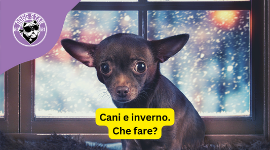 Cani e Inverno: Come Combattere il Calo delle Temperature e Mantenere il Benessere del Tuo Amico a 4 Zampe