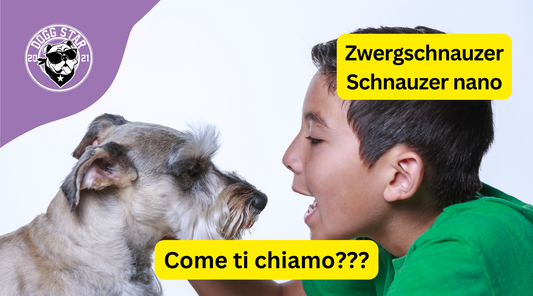 Eleganza e Vigore: 20 Idee Originali per il Tuo Affascinante Schnauzer Nano