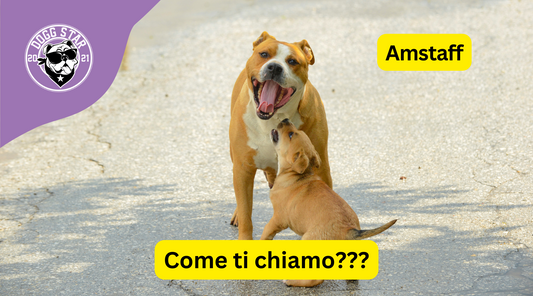 Forza e Fedeltà: 20 Idee Originali per il Tuo Potente Amstaff