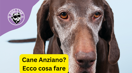 Cura dei Cani Anziani: Come Prendersi Cura del Tuo Fedele Compagno a Quattro Zampe (2023)