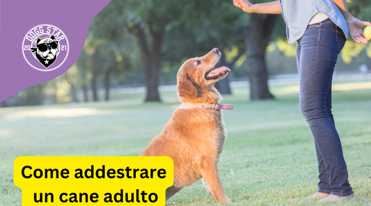 Come Addestrare un Cane Adulto: Consigli Pratici (2023)