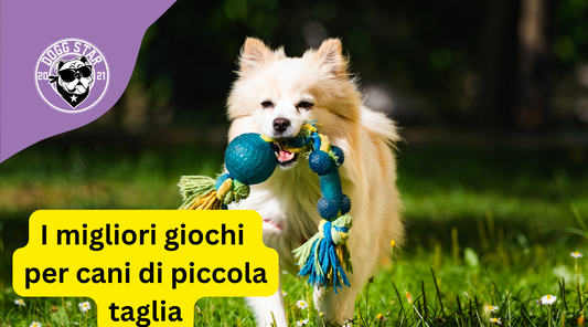 I Migliori Giocattoli per Cani di Taglia Piccola. Testati da noi nel 2023