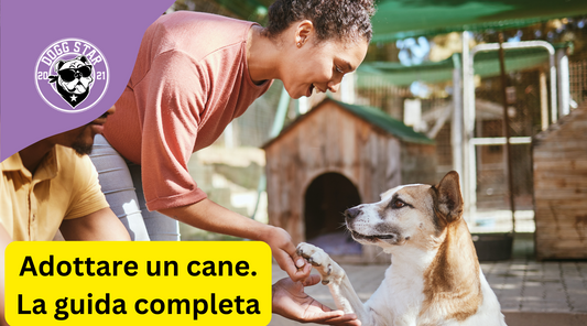 Una Guida Completa per Trovare il Tuo Perfetto Compagno a Quattro Zampe (aggiornata 2023)