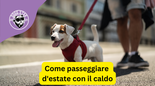 Consigli 2023 per portare il cane a passeggiare d'estate con il caldo: Manteniamoli al sicuro e felici!