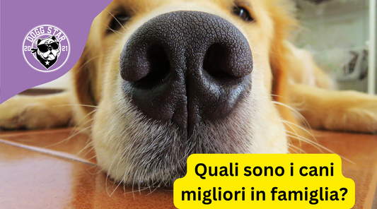 Quale cane scegliere per una famiglia? Aggiornamento 2023 (noi per motivi personali tifiamo per il numero 7)