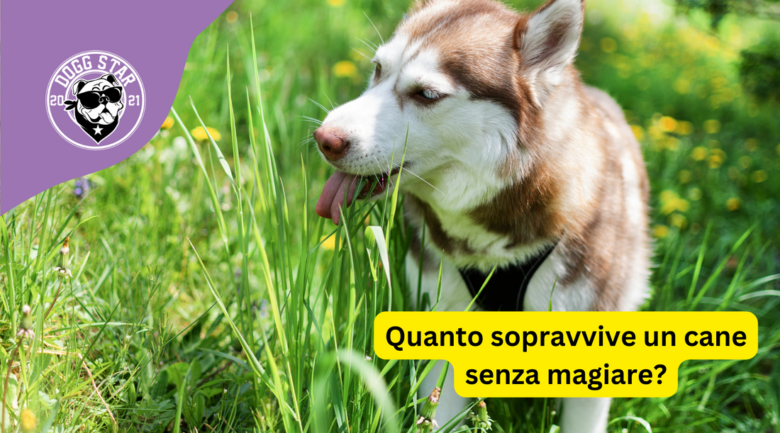 Quanto tempo può sopravvivere un cane senza mangiare?