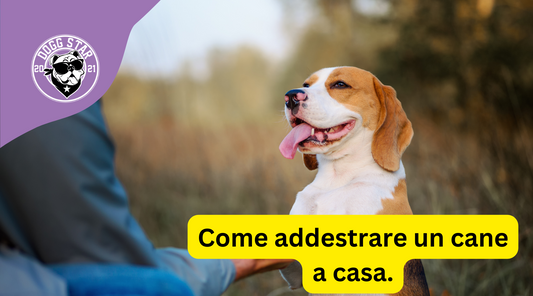 Come educare un cane in casa. 10 consigli (aggiornamento 2023). Il punto 7 è fondamentale.