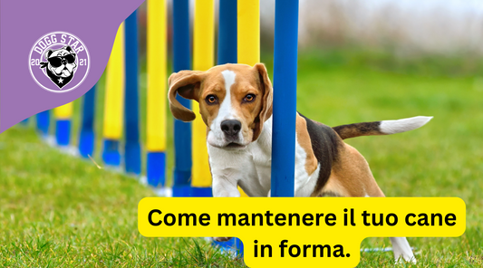Mantieni il tuo cane attivo in 10 facili mosse. (aggiornamento 2023)