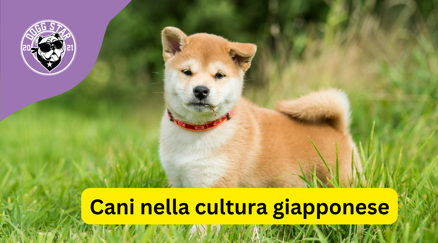 Le razze di cani giapponesi