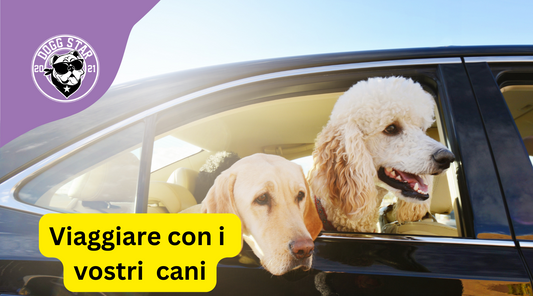 Viaggiare con il cane: Consigli per rendere i viaggi più sicuri e confortevoli nel 2023