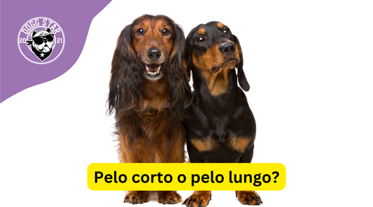 Cane a pelo lungo o corto: Qual è la scelta migliore per te?