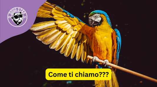 Anche in un nome c'è il suo destino...20 idee originali per un nuovo amico piumato