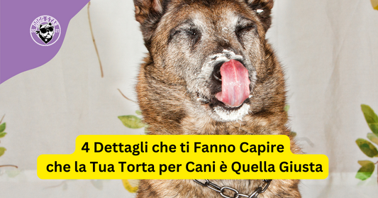 4 Dettagli che ti Fanno Capire che la Tua Torta per Cani è Quella Giusta