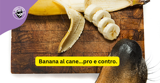 Banane al Cane: Benefici, Dosaggi e Consigli Pratici.