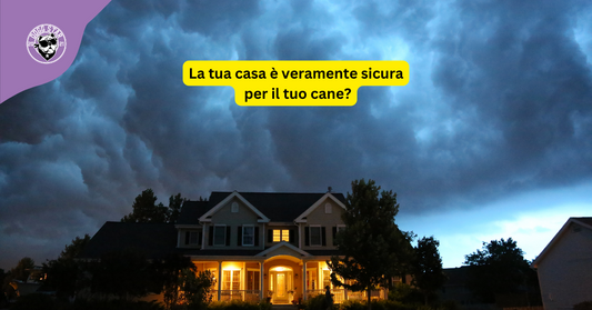 La tua casa è veramente sicura per il tuo cane?