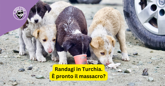 Tolleranza zero per i cani randagi. Cosa succede in Turchia?