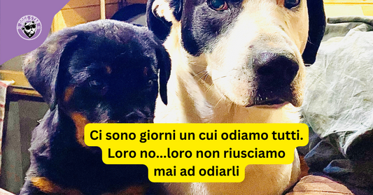 Quando hai una giornata difficile, ma il tuo cane è sempre lì per te 🐾