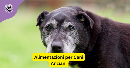 Cani Anziani: Una Guida Completa all'Alimentazione per un Invecchiamento Salutare
