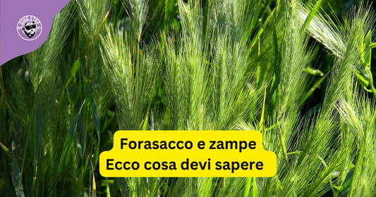 Primavera vuol dire anche forasacco. Ecco cosa devi sapere per evitare problemi con il tuo cane.