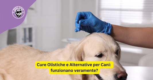 Cure Olistiche e Alternative per Cani: Benessere Naturale per i Nostri Amici a Quattro Zampe