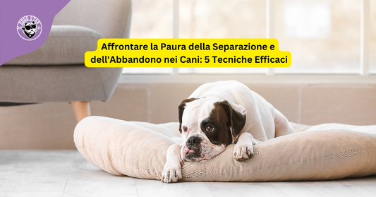 Affrontare la Paura della Separazione e dell'Abbandono nei Cani: 5 Tecniche Efficaci