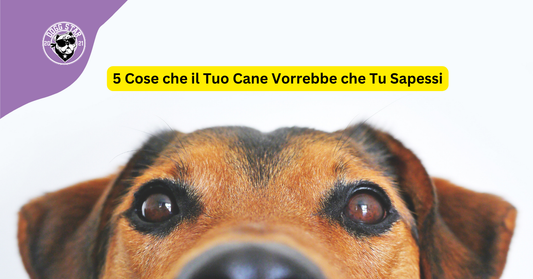5 Cose che il Tuo Cane Vorrebbe che Tu Sapessi