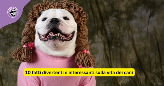 10 fatti divertenti e interessanti sulla vita dei cani