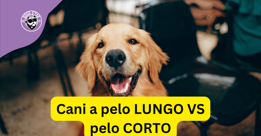 Cani a pelo lungo vs. cani a pelo corto: differenze, cure e curiosità.