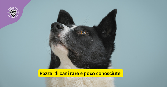 Razze di cani rare e poco conosciute
