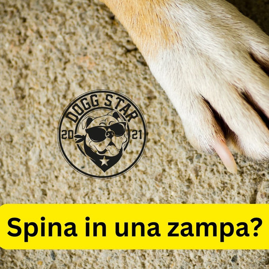 Una spina in una zampa? Niente paura, ecco la guida che fa per te.