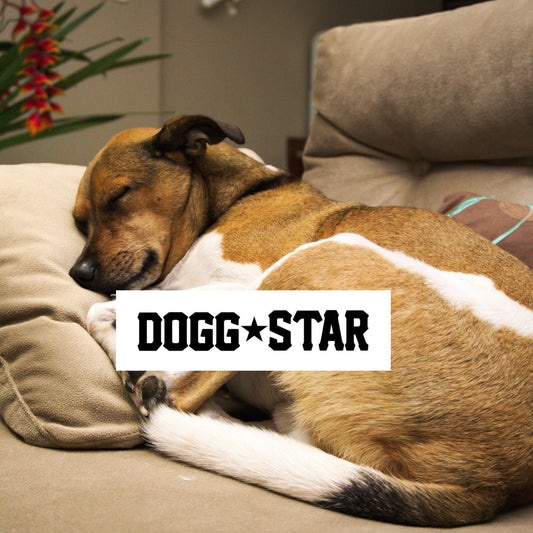 Disturbi del sonno. Cosa fare? La guida di Dogg Star.