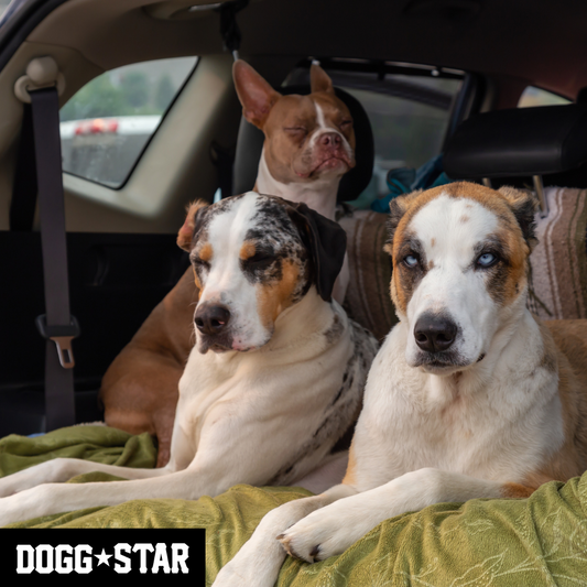 E con i peli in macchina come la mettiamo? Segui questi pratici consigli di Dogg Star