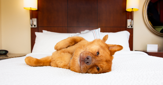 Lavare il cane in hotel. Si può?