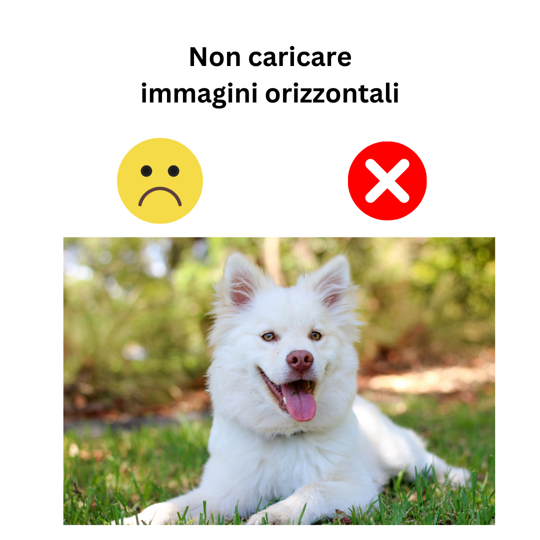 Incanto per Lei Personalizzabile CON FOTO, Torta Per Cani Superiore