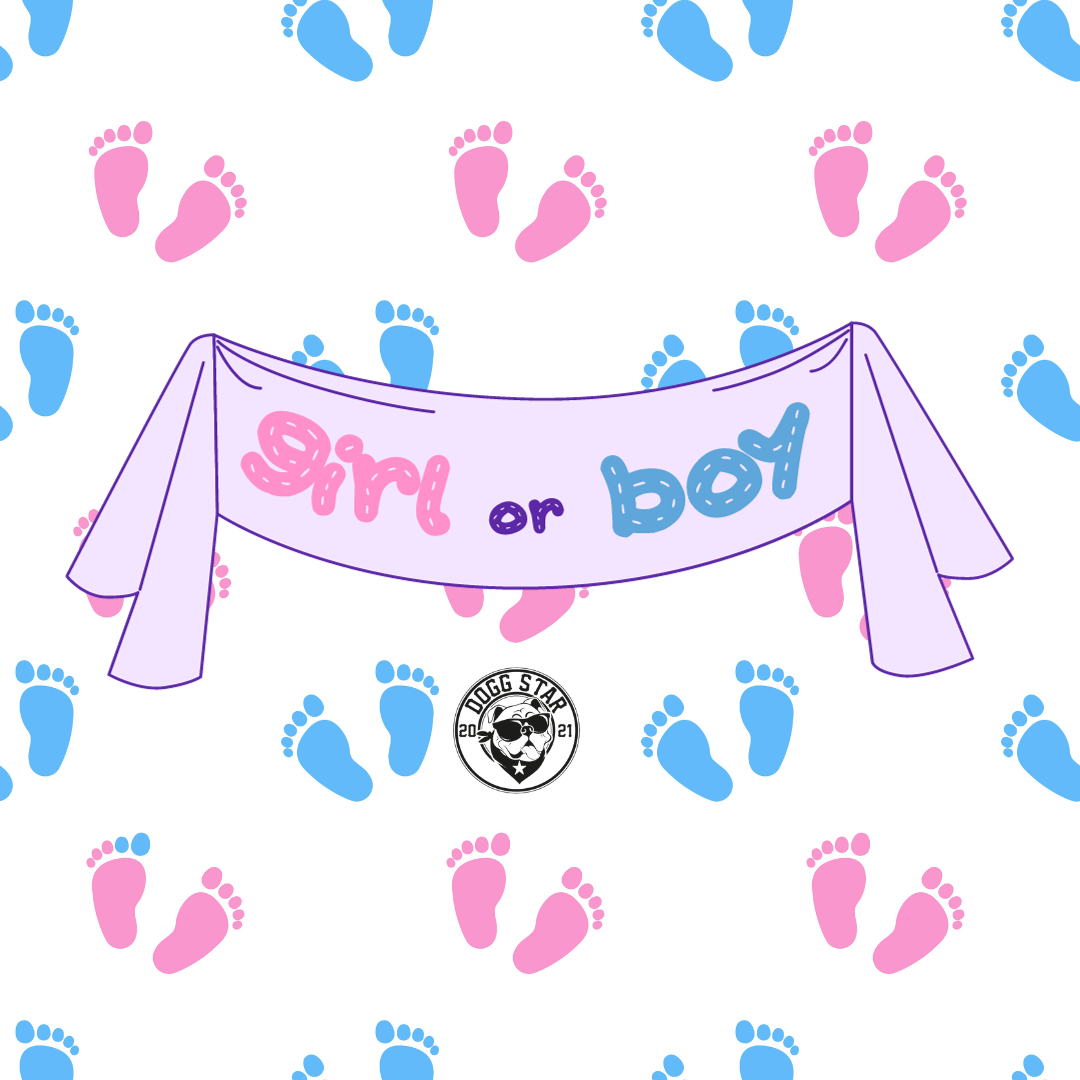 Torta per Cani Gender Reveal 2