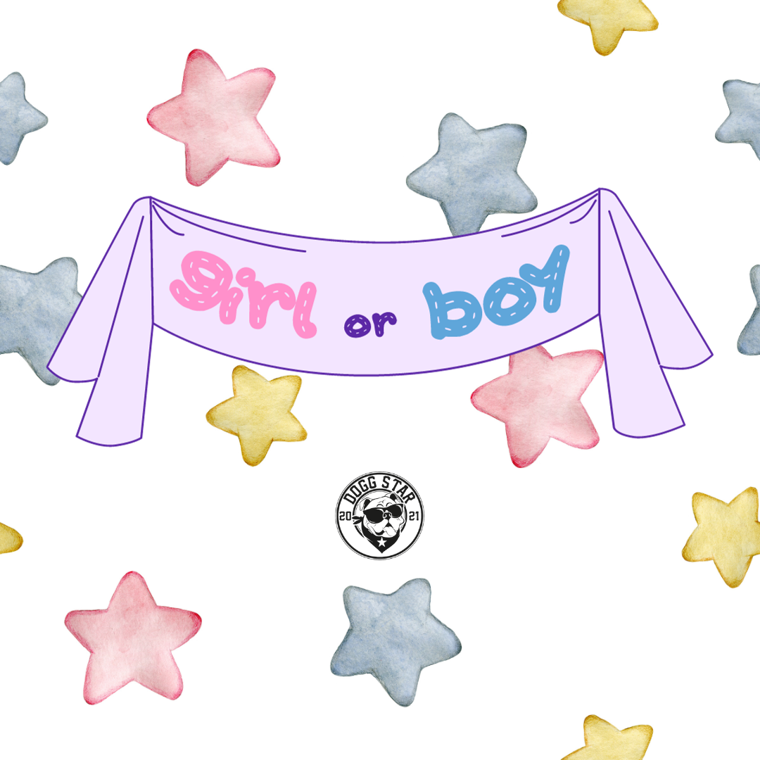 Torta per Cani Gender Reveal