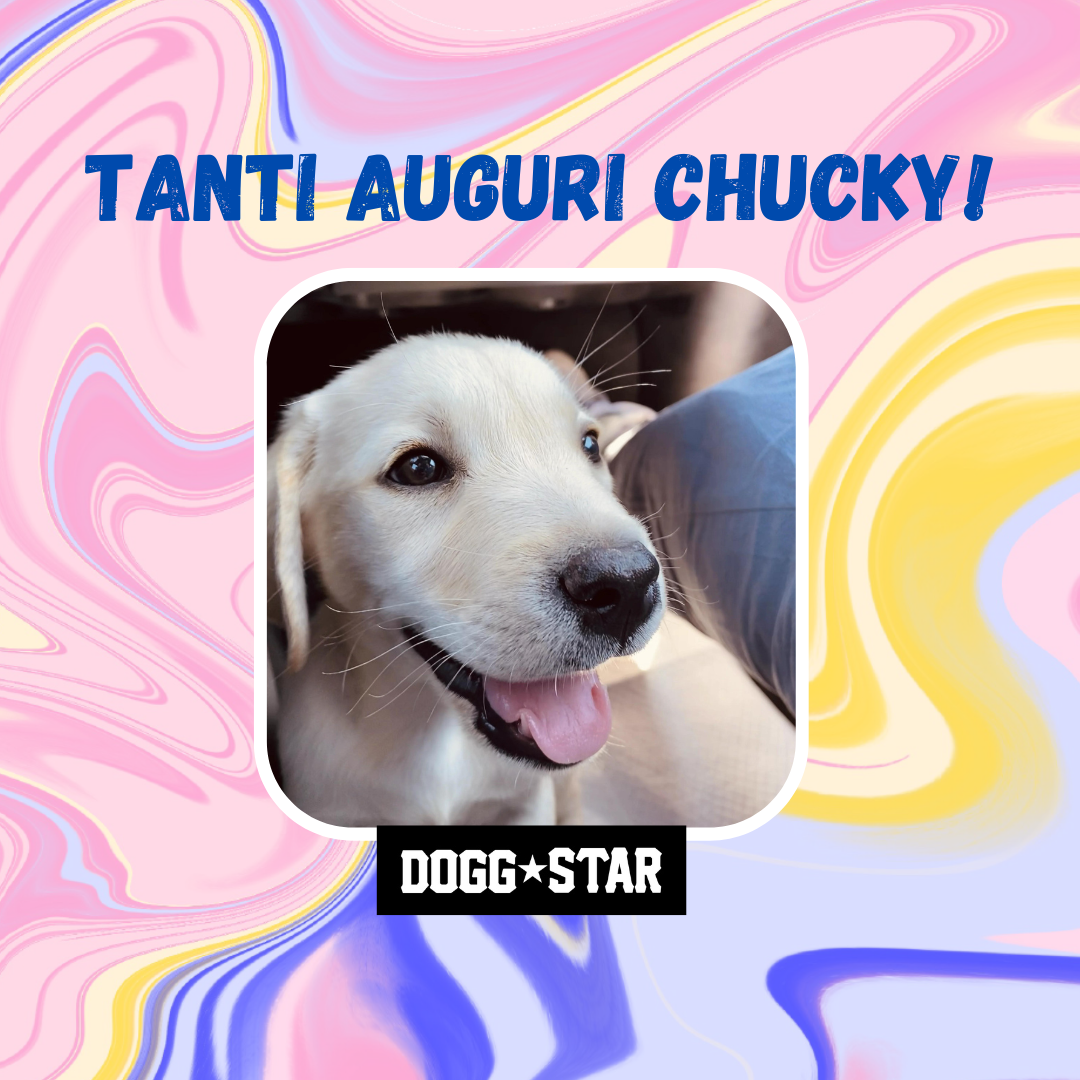 Incanto per Lei Personalizzabile CON FOTO, Torta Per Cani Superiore