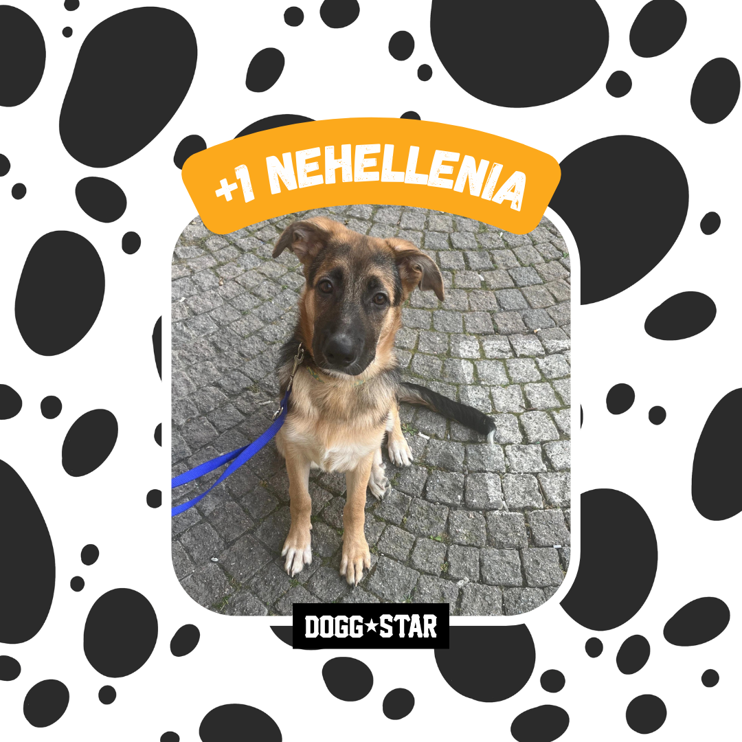 Incanto per Lei Personalizzabile CON FOTO, Torta Per Cani Superiore