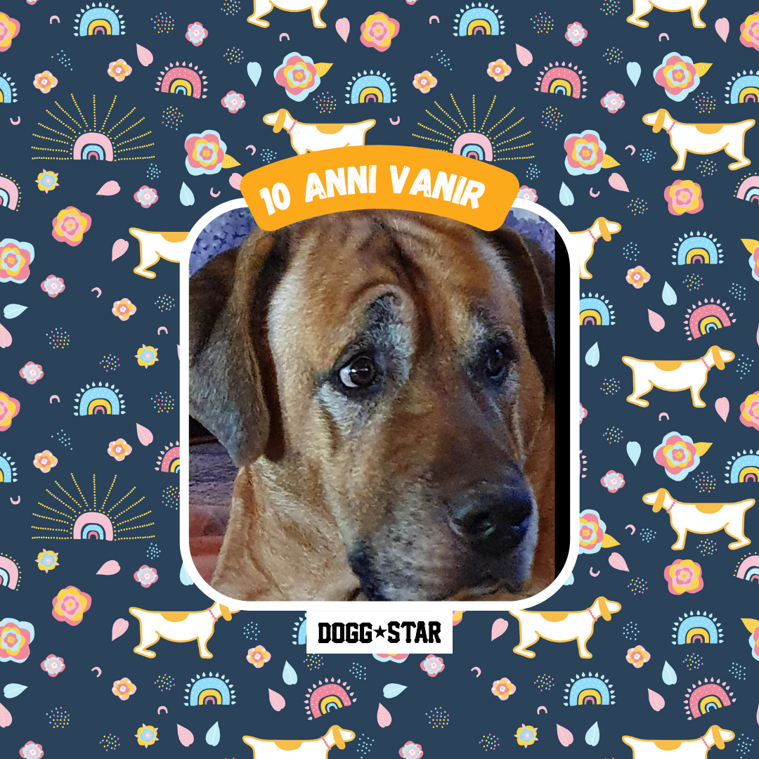 Incanto per Lei Personalizzabile CON FOTO, Torta Per Cani Superiore