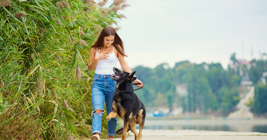 Cani da Guardia: 10 Razze Affidabili per la Sicurezza delle Donne Sole