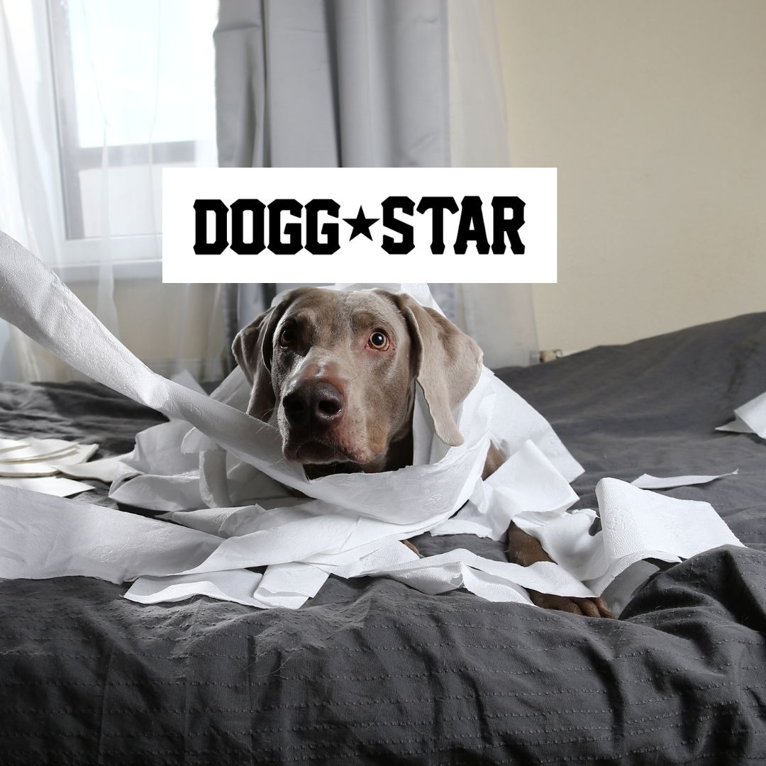 Ansia da distacco…una brutta bestia. La guida di Dogg Star per superarla e tornare a parlare col vostro vicino senza litigare.