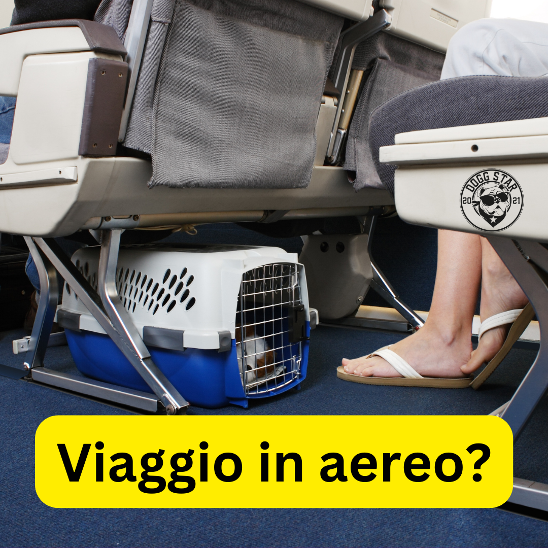 Viaggio in aereo col vostro cane? La guida pratica di Dogg Star.
