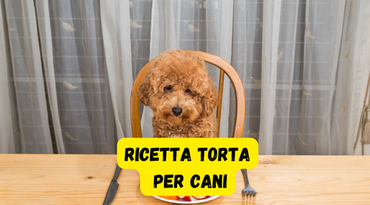 Torta Per Cani con Formaggio e Carne, ricetta casalinga facile e veloce