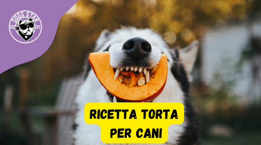 Torta Per Cani con la Zucca, ricetta casalinga facile e veloce